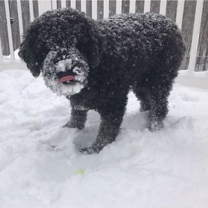 Meet your Posher, Ivan